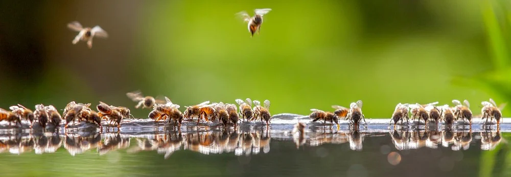 Bienen trinken Wasser am Teich
